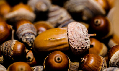 A close-up HD shot of a bowl of acorns © Yf