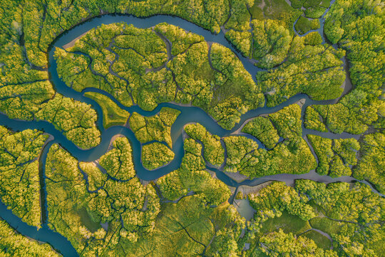 Top down aerial view of a tidal river meandering in tight loops through a vast unbroken mangrove forest