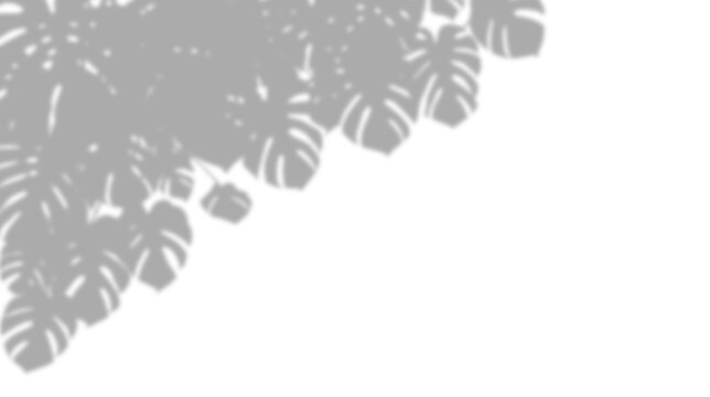 Monstera leaf shadow overlay isolated on transparent background