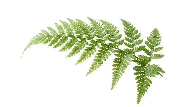 Fresh Green Fern Leaf Branch Frond Botanical Foliage Isolated