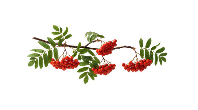 Rowan Berry Branch with Bunches of Red Berries and Green Leaves Isolated