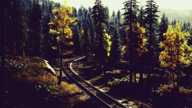 Shadowed rail crossing among tall pines, intersecting tracks form dark silhouette, sparse golden leaves catch last light, quiet hush suggests hidden trail