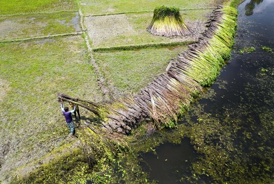 Aerial view of farmers bundling harvested jute plants along the edge of a water body in the green fields of Gaibandha, Rangpur Division, Bangladesh.