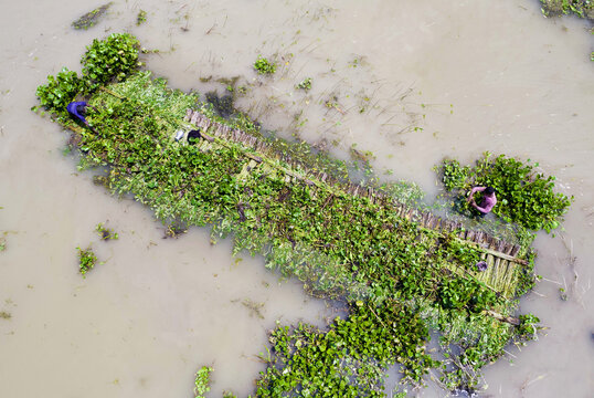 Aerial view of farmers working on a floating vegetable garden made of water hyacinth in the river in Gaibandha, Rangpur Division, Bangladesh.