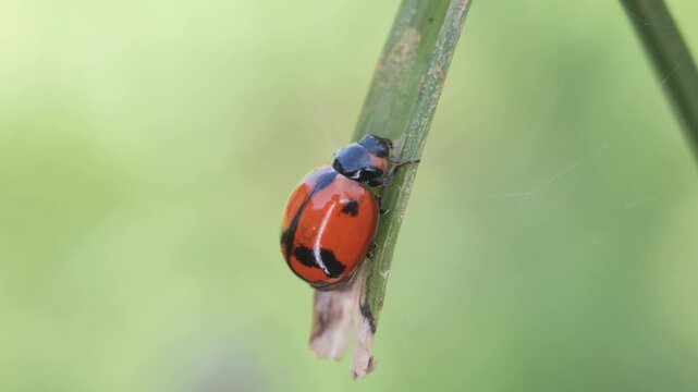 Close-up macro footage of a colorful ladybug (ladybird beetle) crawling on the tip of a grass blade in a natural garden setting.	