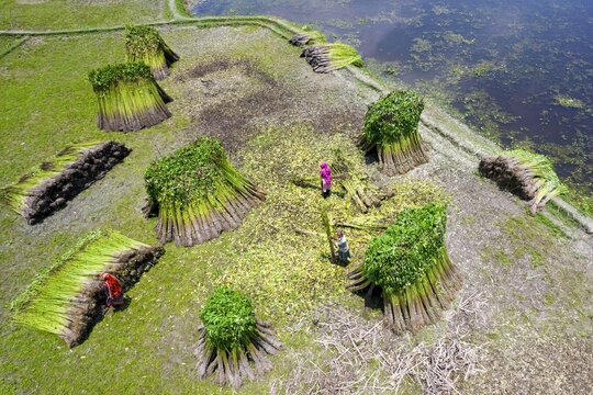 Aerial view of farmers processing harvested jute plants in a field near a riverbank in Gaibandha, Rangpur Division, Bangladesh.