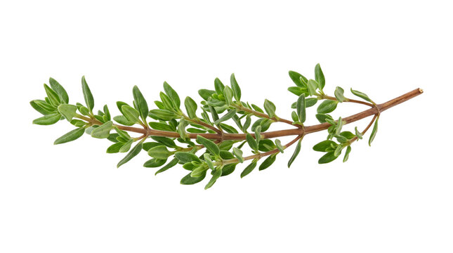 Fresh thyme herb sprig with small green leaves on twig isolated on transparent png.