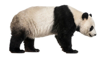Full body profile of giant panda bear walking slowly isolated on transparent background png clip art. © Isolated_png