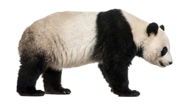 Full body profile of giant panda bear walking slowly isolated on transparent background png clip art.