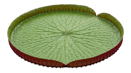 Large green victoria amazonica water lily pad showing underside veins isolated on transparent background. © Isolated_png