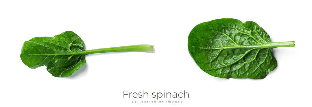 Fresh spinach on a white background