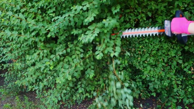 Close-up view of an electric hedge trimmer cutting back overgrown spirea bushes in a private garden setting