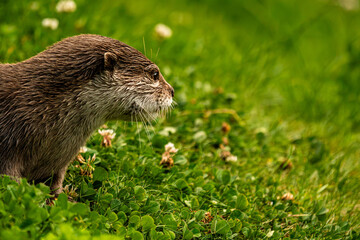 Eurasian otter side profile portrait in green meadow © Quality by Simon