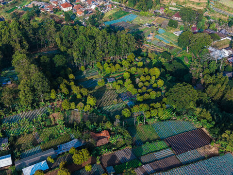 Aerial view of Cihideung agricultural fields with lush trees and terraced vegetable plots in the rural landscape of Parongpong, West Java, Indonesia.