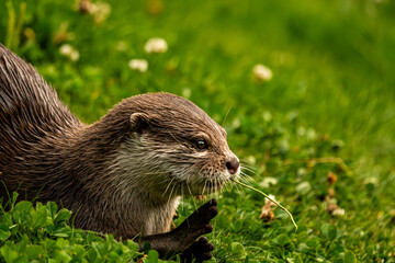 Eurasian otter side profile portrait in green meadow © Quality by Simon