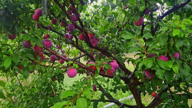 Close-up view of a plum tree laden with ripe, juicy fruits, their surfaces sparkling with fresh raindrops during a downpour