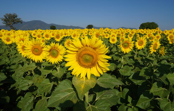 A vast sunflower field in full bloom, with golden petals turned toward the sunlight. The yellow flowers stretch across the landscape, framed by trees and green hills under a clear blue sky.