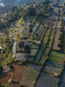 Aerial view of Cihideung terraced agricultural fields with lush green crops and small farm plots in the rural landscape of Parongpong, West Java, Indonesia.