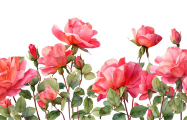 Naklejka premium PNG Vibrant watercolor roses illustration.