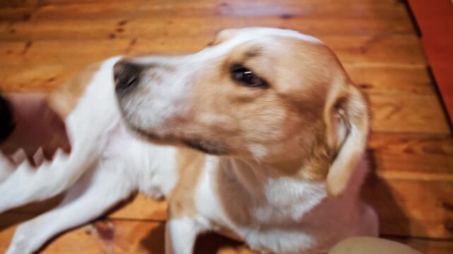 A happy ginger and white dog lying on a wooden floor being petted by a hand. Domestic animal, pet care, home interior. The happiness of animal-human communication. High quality 4k footage.