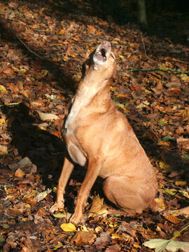 Hund sitzt im Wald und jault wie ein Wolf - Mischling im Herbstlaub bei Sonne	
