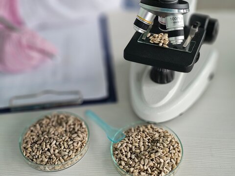 Microscope and seeds used for scientific study in laboratory