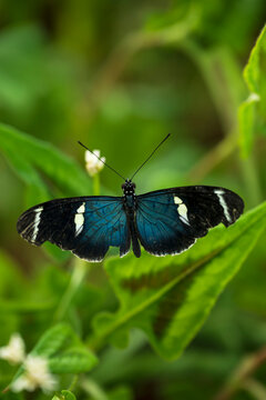 Sara Longwing butterfly in leafy surroundings
