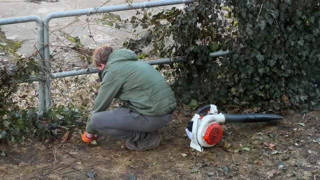 A young gardener crouching by a metal fence while clearing debris with a gas leaf blower, depicting seasonal yard maintenance and groundskeeping work in a residential area. Zoom