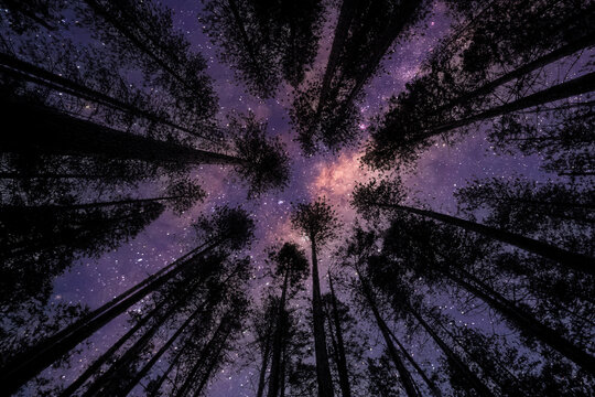 View of the stars and the Milky Way against the backdrop of the forest. Night starry sky over the forest.