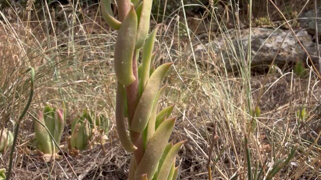 Wild houseleek, Sempervivum, on a stony sun-baked slope: fleshy rosettes with hairy leaf edges and a scaly stalk carrying cream star flowers and buds. Peak summer