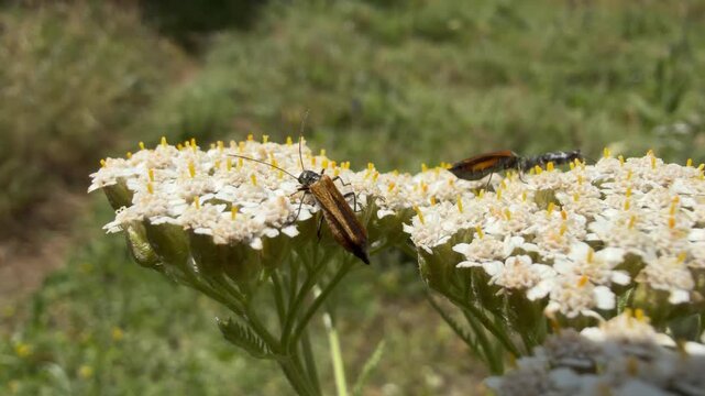 False blister beetles feed on pollen across yarrow flower heads, Achillea millefolium, among small dark insects. Bright midsummer light, extreme close view