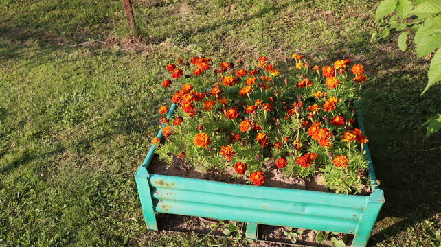 flowerbed in the park