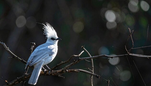 White crested flycatcher bird perched on a branch in forest with wildlife photography forest floor flycatcher wildlife