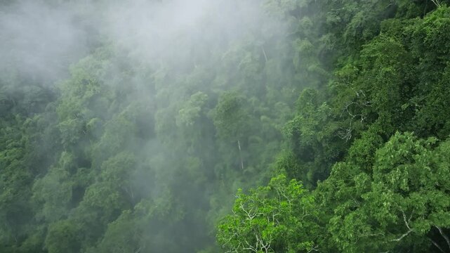 Thick fog over dense tropical rainforest