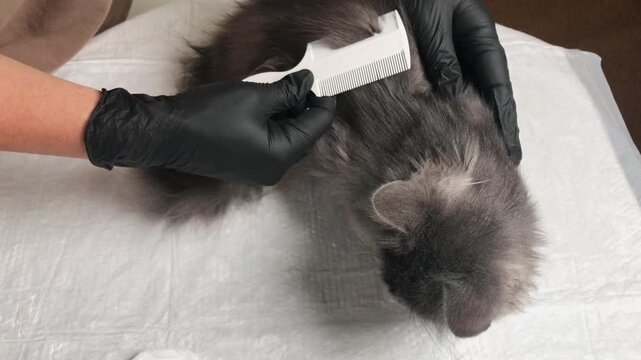 Close-up of a person wearing black gloves using a fine-toothed comb to meticulously groom a long-haired domestic cat, searching for parasites