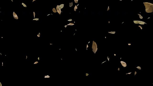 Falling dry autumn leaves floating on solid black background, 4K loop animation of natural brown seasonal foliage and leaves blowing motion for dark video overlay