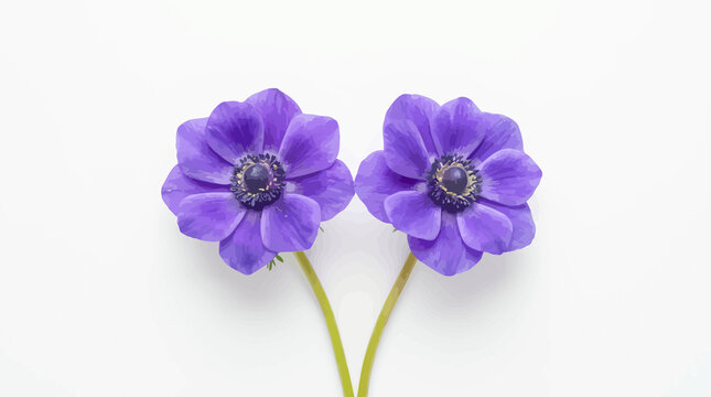 Two purple anemone flowers with green stems on white background, botanical