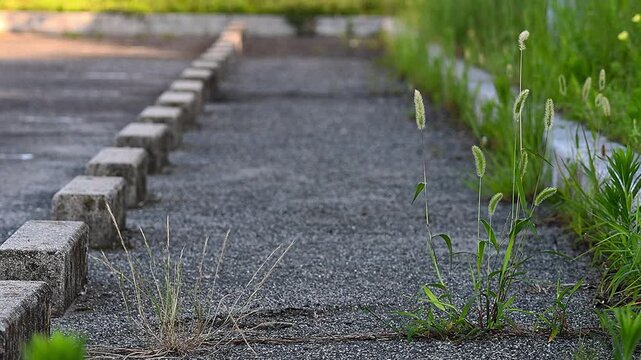 wooden path in the grass