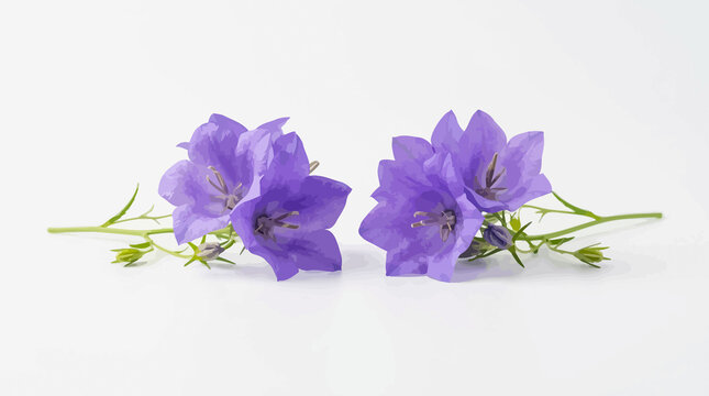 Two clusters of purple bellflowers with green stems on white background