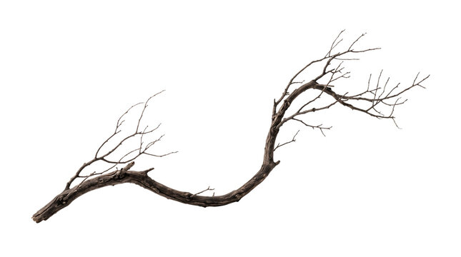 Curved dry tree branch with s-shaped bough and fine bare twigs isolated on transparent background