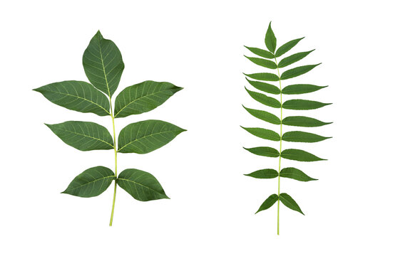 Set of two green ash and sumac leaves for botanical design and natural branding on a transparent background