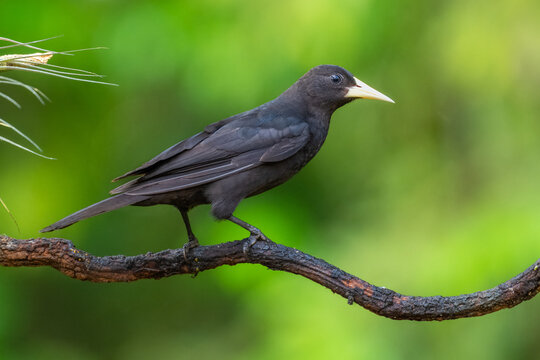 Red-rumped Cacique (Cacicus haemorrhous) perched on a mossy branch in the Atlantic Forest, Brazil.