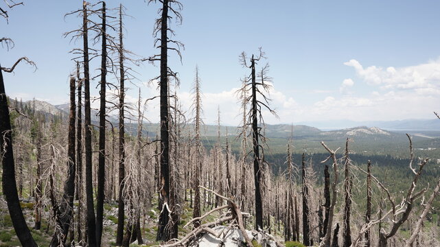 Panoramic view of charred and dead pine trees on a mountain slope after a forest fire