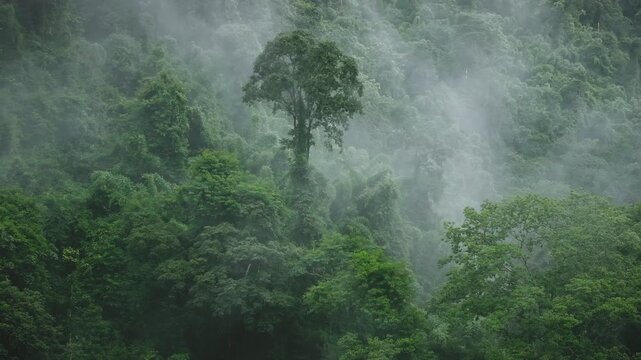 Morning mist over lush tropical rainforest