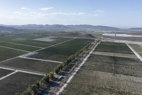 Aerial view of Casa Madero vinedos with green vineyard rows, a tree-lined road, and distant mountains under a clear sky in Parras de la Fuente, Coahuila de Zaragoza, Mexico.