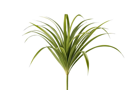 Slender green tropical leaf cluster isolated on transparent background