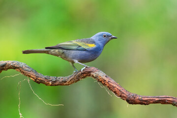 Obraz premium Golden-chevroned Tanager (Tangara ornata) perched on a branch in the Atlantic Forest of Brazil, displaying vivid blue plumage and a distinctive golden-yellow shoulder patch.