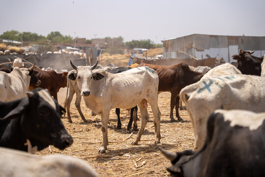 Sunlight glints off dusty paddocks where cattle stand. White bull gazes calmly, horns proud and eyes steady. Brown and black cows cluster near corrugated sheds. Wind stirs dust as animals move in slow