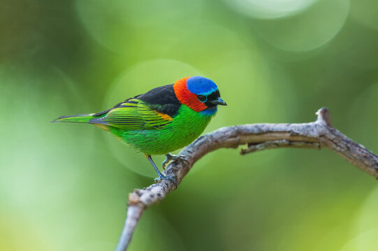 Vibrant Red-necked Tanager (Tangara cyanocephala) perched on a branch in the Atlantic Forest, Brazil.