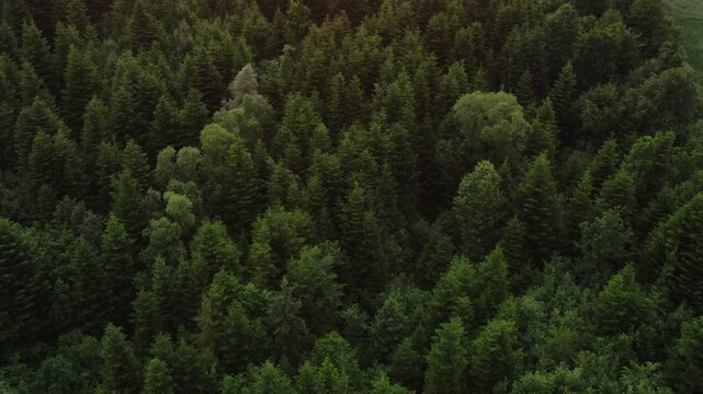 Aerial drone view of amazing green coniferous forest at summer time. Concept wanderlust adventures and environment. Tree peaks stand out, pristine and untouched natural reserve
